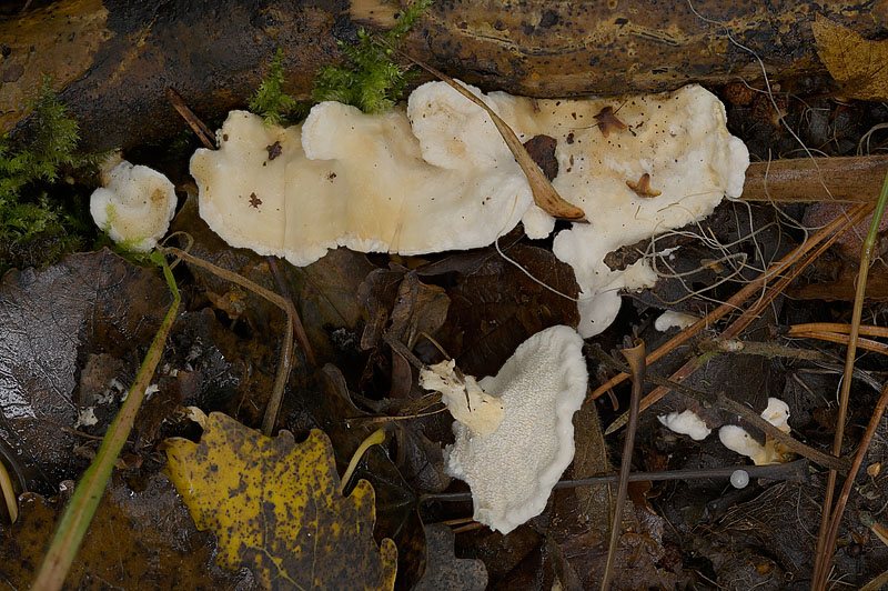 Sistotrema confluens